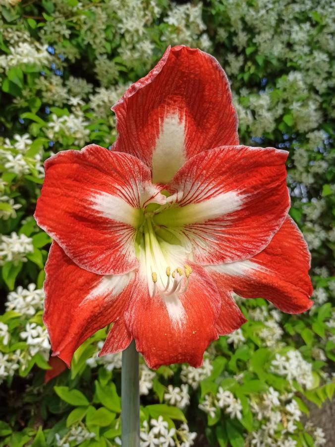 Amaryllis Case Vacanza Romito Magra Dış mekan fotoğraf